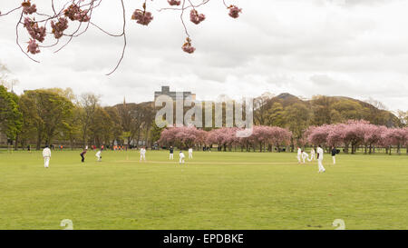 Frühling Cricket match in The Meadows öffentlichen Park, Edinburgh, Schottland, Vereinigtes Königreich unter Arthurs Seat gespielt wird Stockfoto