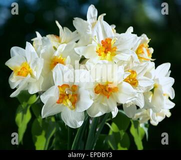 Schöne weiße Narzisse im dunklen verschwommen Bokeh Hintergrund im zeitigen Frühjahr, Narzisse, Narcis, Narzissen blühen auf einen natürlichen Hintergrund Stockfoto