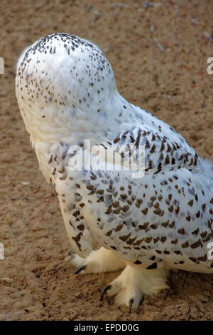 Schnee-Eule (Bubo Scandiacus) ist eine große Eule der typischen Eule Familie leptogrammica. Es wurde zuerst im Jahre 1758 von Carl Linnee eingestuft. Stockfoto