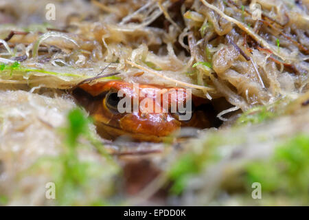 Tomato Frösche sind der drei Arten der Gattung Dyscophus (Familie Microhylidae): D. Antongilii, D. Insularis oder D. Guineti. Stockfoto