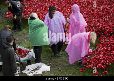 Freiwilligen zu demontieren die Festschrift Kunstinstallation "Blut Mehrfrequenzdarstellung Länder und Meere of Red", beginnen die bietet Hunderte von Keramik Mohnblumen im Graben an der Tower of London.  Mitwirkende: Atmosphäre wo: London, Vereinigtes Königreich bei: Kredit-12. November 2014: Seb/WENN.com Stockfoto