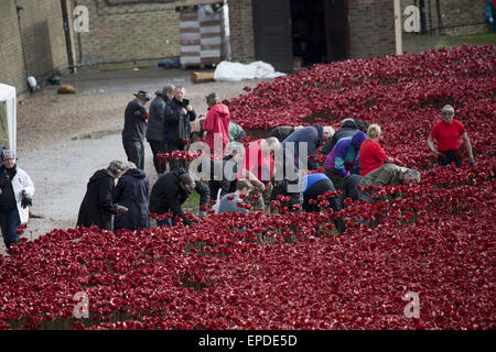 Freiwilligen zu demontieren die Festschrift Kunstinstallation "Blut Mehrfrequenzdarstellung Länder und Meere of Red", beginnen die bietet Hunderte von Keramik Mohnblumen im Graben an der Tower of London.  Mitwirkende: Atmosphäre wo: London, Vereinigtes Königreich bei: Kredit-12. November 2014: Seb/WENN.com Stockfoto