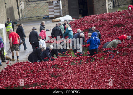 Freiwilligen zu demontieren die Festschrift Kunstinstallation "Blut Mehrfrequenzdarstellung Länder und Meere of Red", beginnen die bietet Hunderte von Keramik Mohnblumen im Graben an der Tower of London.  Mitwirkende: Atmosphäre wo: London, Vereinigtes Königreich bei: Kredit-12. November 2014: Seb/WENN.com Stockfoto