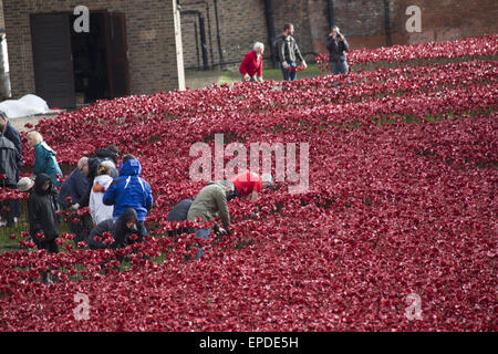 Freiwilligen zu demontieren die Festschrift Kunstinstallation "Blut Mehrfrequenzdarstellung Länder und Meere of Red", beginnen die bietet Hunderte von Keramik Mohnblumen im Graben an der Tower of London.  Mitwirkende: Atmosphäre wo: London, Vereinigtes Königreich bei: Kredit-12. November 2014: Seb/WENN.com Stockfoto