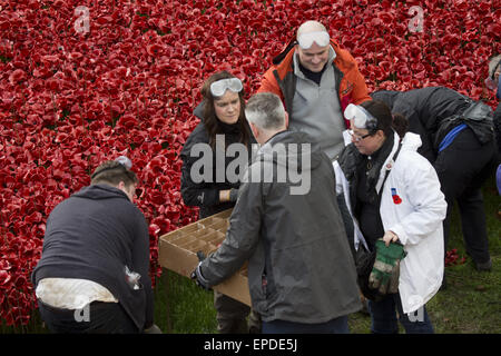 Freiwilligen zu demontieren die Festschrift Kunstinstallation "Blut Mehrfrequenzdarstellung Länder und Meere of Red", beginnen die bietet Hunderte von Keramik Mohnblumen im Graben an der Tower of London.  Mitwirkende: Atmosphäre wo: London, Vereinigtes Königreich bei: Kredit-12. November 2014: Seb/WENN.com Stockfoto