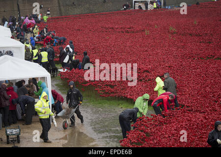 Freiwilligen zu demontieren die Festschrift Kunstinstallation "Blut Mehrfrequenzdarstellung Länder und Meere of Red", beginnen die bietet Hunderte von Keramik Mohnblumen im Graben an der Tower of London.  Mitwirkende: Atmosphäre wo: London, Vereinigtes Königreich bei: Kredit-12. November 2014: Seb/WENN.com Stockfoto