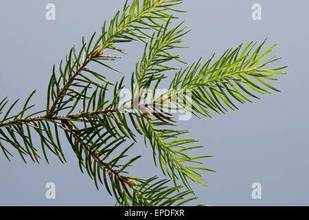 Gemeinsamen Fichte, Weihnachtsbaum, Gewöhnliche Fichte, Rot-Fichte, Rotfichte, Picea Abies, Nadeln, Blätter, Blatt Stockfoto