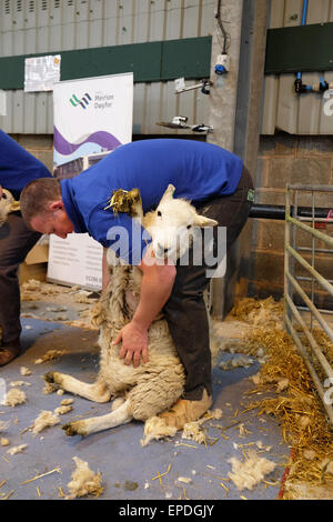 Royal Welsh Frühling Festival Builth Wells, Wales, UK Mai 2015. Ein Schaf schaut zu, wie sie Hand geschoren mit Scheren Messer während einer Demonstration am zweiten Tag Royal Welsh-Frühlingsfestival in mid Wales ist Stockfoto