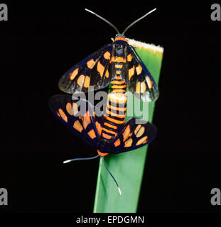 Tiger Moth (Amata spp.), Lane Cove, New-South.Wales, Australien Stockfoto