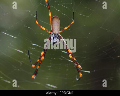 Golden Orb Web Spider (Nephila Plumipes), Lane Cove, New-South.Wales, Australien Stockfoto