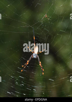 Männliche und weibliche Golden Orb Web Spider (Nephila Plumipes), Lane Cove, New-South.Wales, Australien Stockfoto