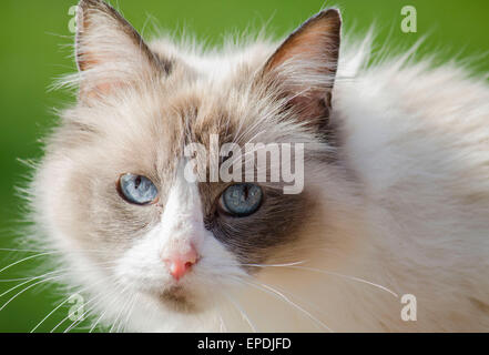 Hier abgebildet ist eine atemberaubende Ragdoll Katze mit unglaublich blauen Augen. Stockfoto