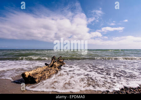 Stamm am Ufer der Ostsee. Stockfoto