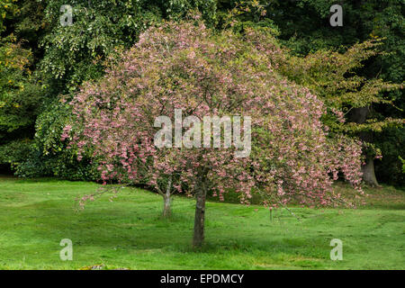 Großbritannien, England, Yorkshire.  Sorbus Vilmorinii, Vilmorin die Rowan oder Vilmorin die Eberesche.  Eingeborener nach Tibet und China. Stockfoto