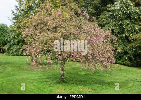 Großbritannien, England, Yorkshire.  Sorbus Vilmorinii, Vilmorin die Rowan oder Vilmorin die Eberesche.  Eingeborener nach Tibet und China. Stockfoto