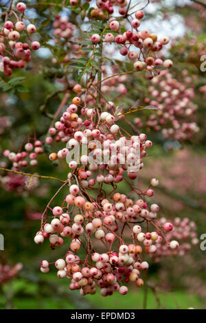 Großbritannien, England, Yorkshire.  Sorbus Vilmorinii, Vilmorin die Rowan oder Vilmorin die Eberesche.  Eingeborener nach Tibet und China. Stockfoto