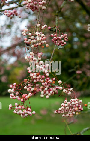 Großbritannien, England, Yorkshire.  Sorbus Vilmorinii, Vilmorin die Rowan oder Vilmorin die Eberesche.  Eingeborener nach Tibet und China. Stockfoto