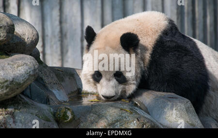 Giant Panda Trinkwasser Chengdu Panda Breeding Research Center, Chengdu, Sichuan, China Stockfoto