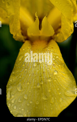 gelbe Iris hautnah mit Regentropfen Stockfoto