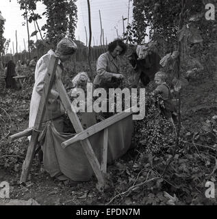 1950er-Jahren, historische.  Familien bei der Arbeit auf den Höfen Hop von Kent, England. VEREINIGTES KÖNIGREICH. Hier sehen zwei Frauen mit ihren Kindern wählen Sie Hopfen aus den Weinbergen, im Sack zu sammeln. Stockfoto