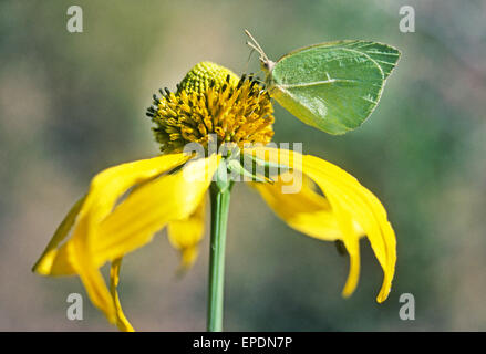 Ein Schmetterling Kohl Rudbeckia Laciniata oder Cutleaf Sonnenhut wächst in New Mexico Stockfoto