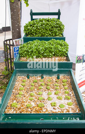 Brunnenkresse-Pflanzen auf dem Display auf dem Alresford Brunnenkresse-Festival, New Alresford, Hampshire, England. Stockfoto