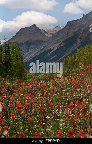 Wildblumen entlang Alberta, Kanada den Icefield Parkway zwischen Jasper und Lake Louise. Stockfoto