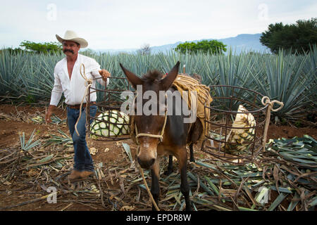 Blaue Agave, Ernte, Tequila, Jalisco, Mexiko Stockfoto