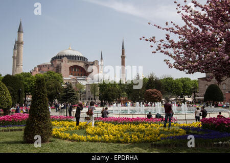 Aya Sofya steht strahlend hinter der schönen Pflanzen in Sultanahmet Park Stockfoto