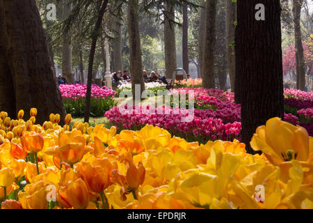 Tulpen dominieren die Bepflanzung im Gülhane Park in Istanbul während das Tulpenfest Stockfoto