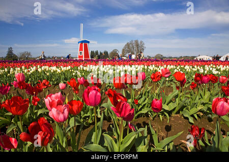 Besucher genießen Sie den Frühling Tulip Festival auf der hölzernen Schuh Tulip Farm in Woodburn, Oregon im März. Stockfoto