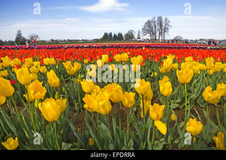 Besucher genießen Sie den Frühling Tulip Festival auf der hölzernen Schuh Tulip Farm in Woodburn, Oregon im März. Stockfoto