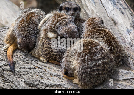 Gruppe von Erdmännchen kuscheln zusammen mit Rest, aber wie immer es zählt einerseits zu wachen. Stockfoto
