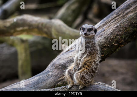 Ein einsamer Erdmännchen Uhren auf Anzeichen von Gefahr für die Gruppe. Stockfoto