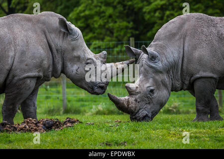 Zwei weiße Nashörner in Liverpool zusammen in der Nähe. Stockfoto