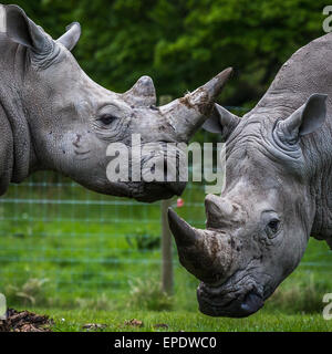 Breitmaulnashorn ist Vorbereitung, Hörner zusammen zu sperren. Stockfoto