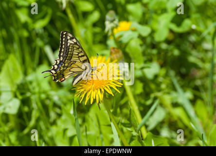 Alten Welt Schwalbenschwanz (Papilio Machaon) Schmetterling saugen Nektar Löwenzahn im Frühling Stockfoto