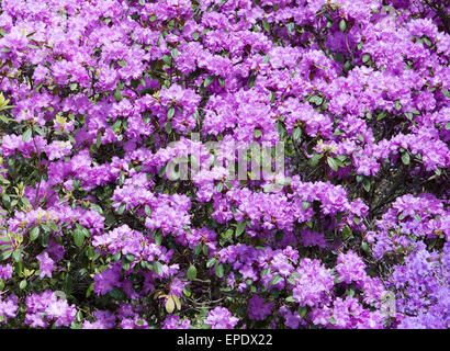 Lila Rhododendron Blüten Nahaufnahme mit Stempel und Blütenblätter. Schweden im Mai. Stockfoto