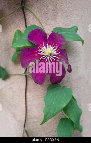 Dunkel rot lila Clematis Blumen und grünen Blättern an Terrakotta Wand. Stockfoto