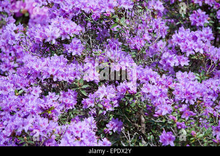 Lila Rhododendron Blüten Nahaufnahme mit Stempel und Blütenblätter. Schweden im Mai. Stockfoto