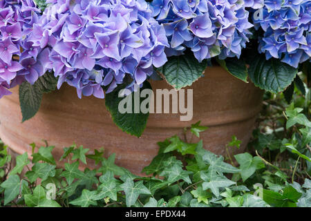 Lila Hortensia Blume und Blätter gegen Terrakotta-Topf. Stockfoto