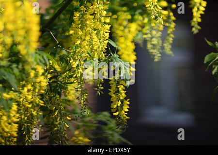 Goldregen im warmen Frühjahr Abendlicht, vor einem Haus Fenster herunterhängen. Stockfoto