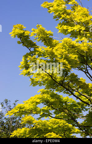 Leuchtend gelbe Blätter von Zierpflanzen japanischer Ahorn, Acer Shirasawanum 'Aureum' Stockfoto