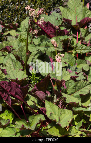 Roten Unterseiten auf den massiven Blättern der ornamentalen Rhabarber Rheum Palmatum var tanguticum Stockfoto