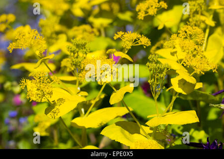 Gelbe Hochblätter und Blütenstände der die selbst-Aussaat, Frühling Blüte Biennale, Smyrnium perfoliatum Stockfoto