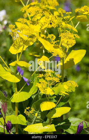 Gelbe Hochblätter und Blütenstände der die selbst-Aussaat, Frühling Blüte Biennale, Smyrnium perfoliatum Stockfoto