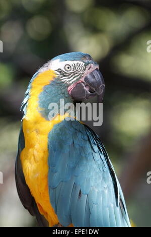 Blau und Gold Ara, Ara Ararauna, eine südamerikanische Papagei.