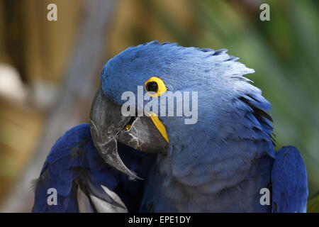 Hyazinth-Ara, Anodorhynchus Hyacinthinus, eine bedrohte Spezies. Stockfoto