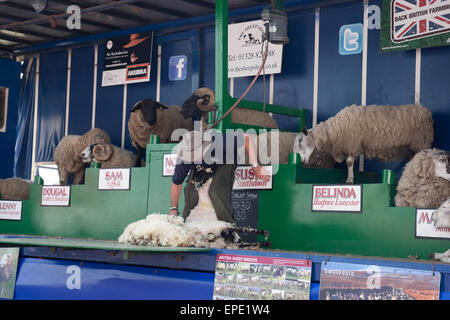 Die Schaf Show präsentiert von Stuart Barnes mit verschiedenen Schafrassen auf der Hadleigh Show im Jahr 2015 Stockfoto