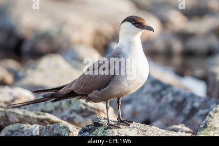 Long-tailed Jaeger (Stercorarius Longicaudus) Stockfoto